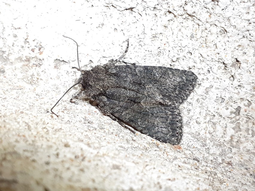 Dryobotodes monochroma - szürke tölgybagoly