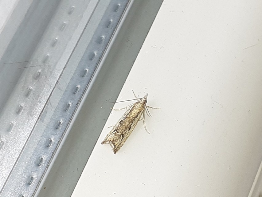 Agriphila tolli - síksági fűgyökérmoly