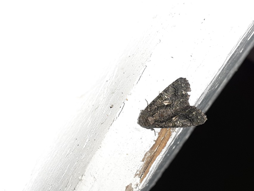 Anophia leucomelas - déli folyófűbagoly