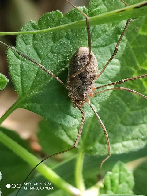Phalangium opilio