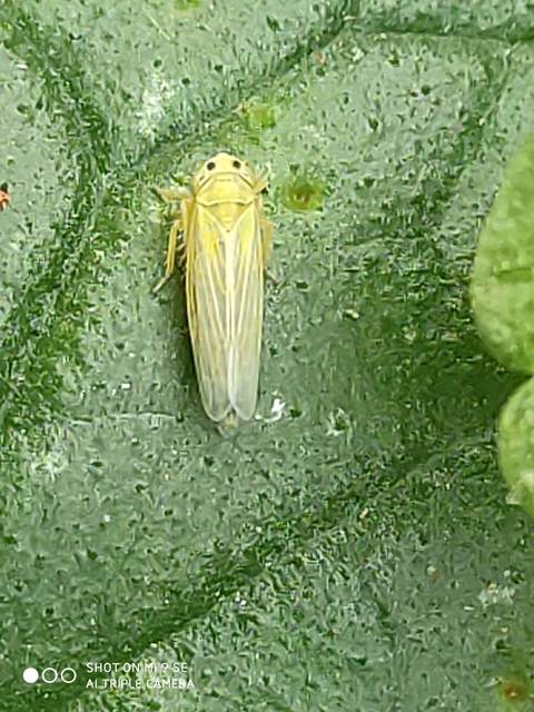 Cicadula quadrinotata