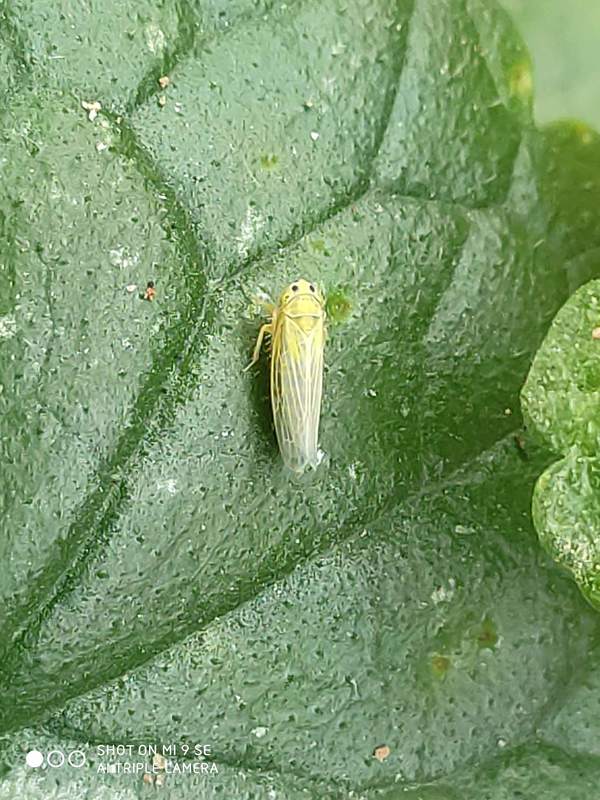 Cicadula quadrinotata