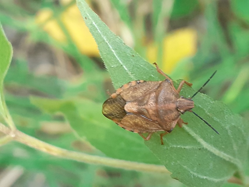 Carpocoris