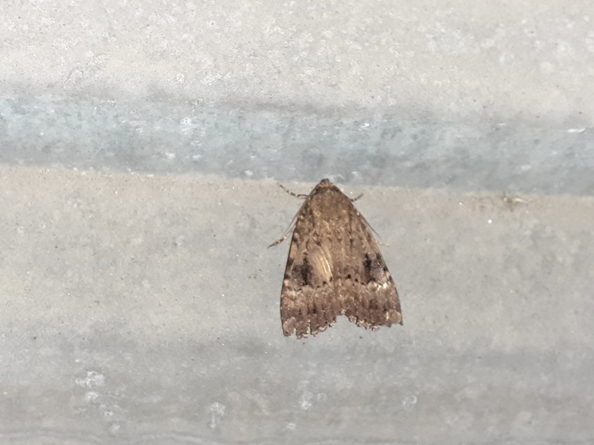 Amphipyra berbera/pyramidea
