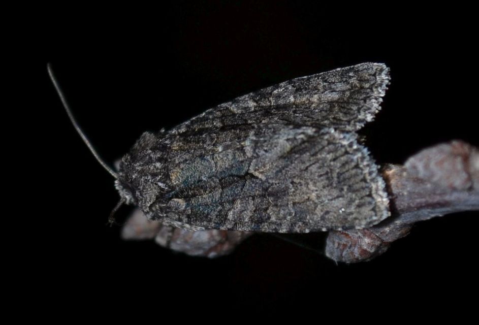 Dryobotodes monochroma - szürke tölgybagoly