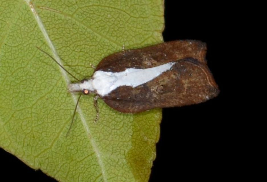 Acleris cristana - pamacsos levélmoly