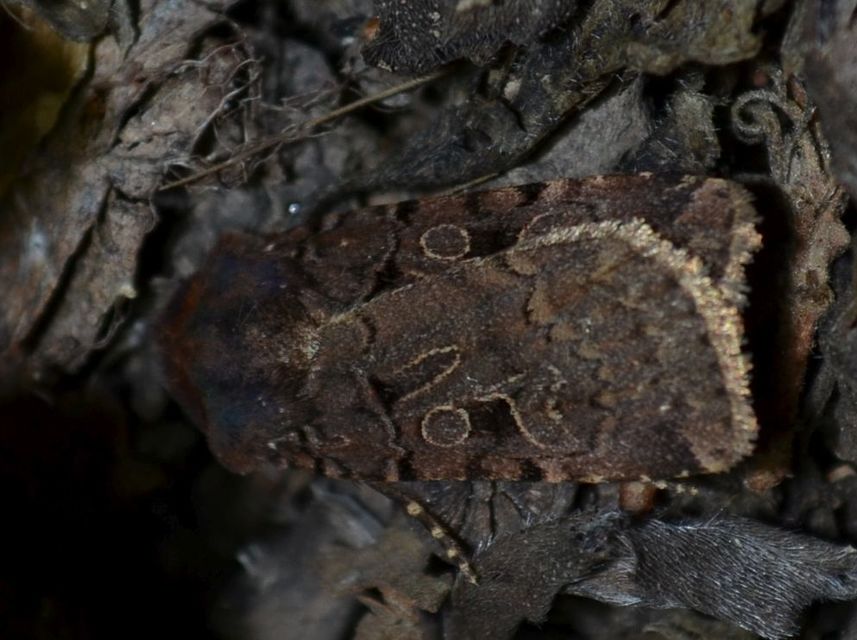 Chersotis rectangula - barna földibagoly