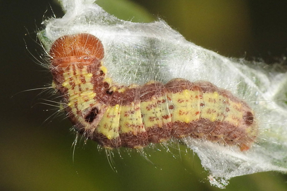 Clostera pigra - apró levélszövő