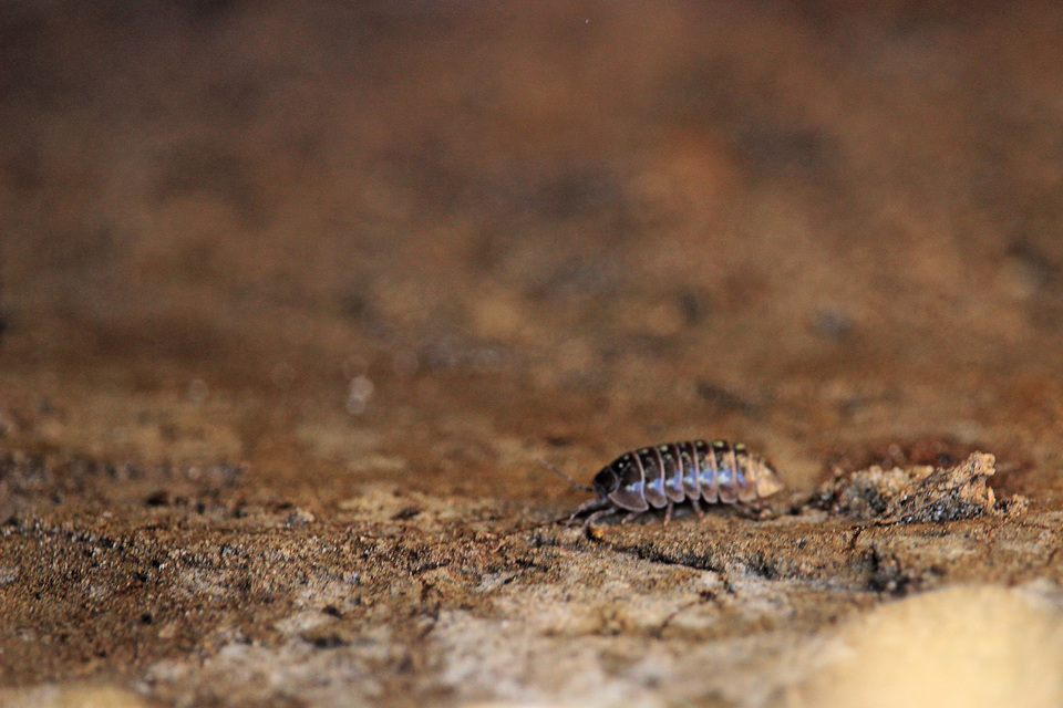 Armadillidium