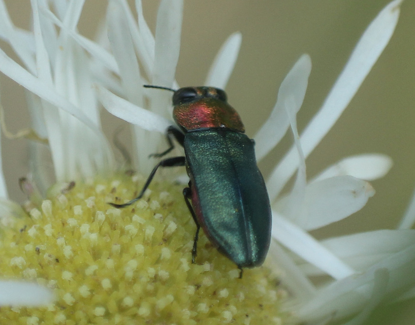 Anthaxia nitidula - ragyogó virágdíszbogár
