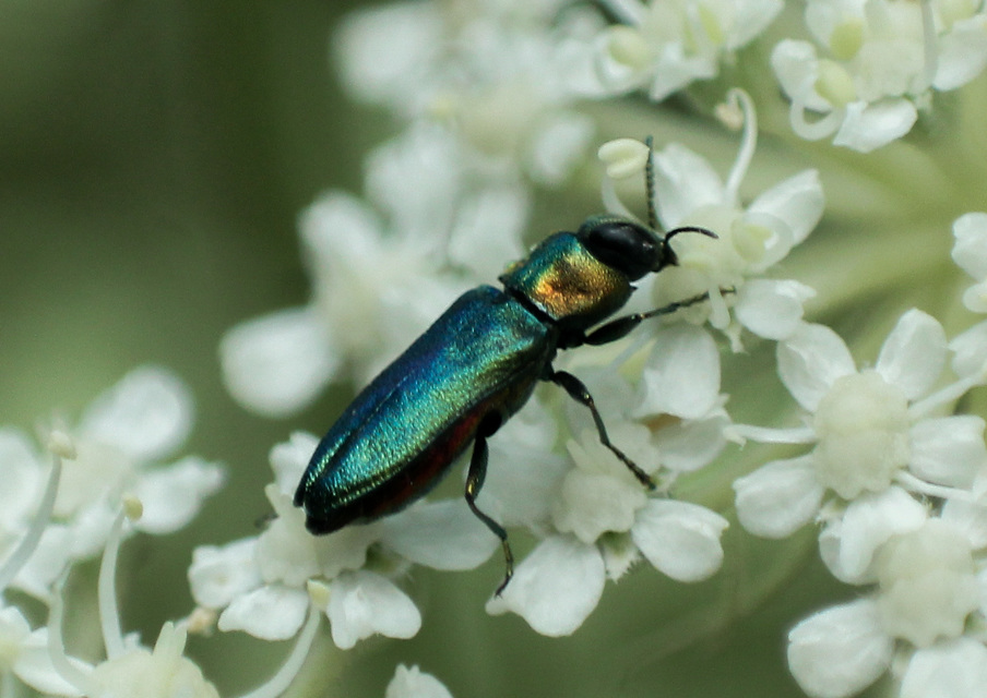 Anthaxia nitidula - ragyogó virágdíszbogár