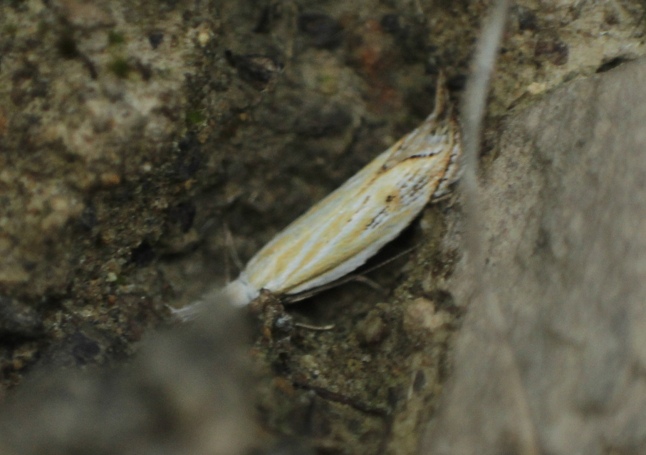 Holoscolia huebneri - sarlósszárnyú csíkosmoly