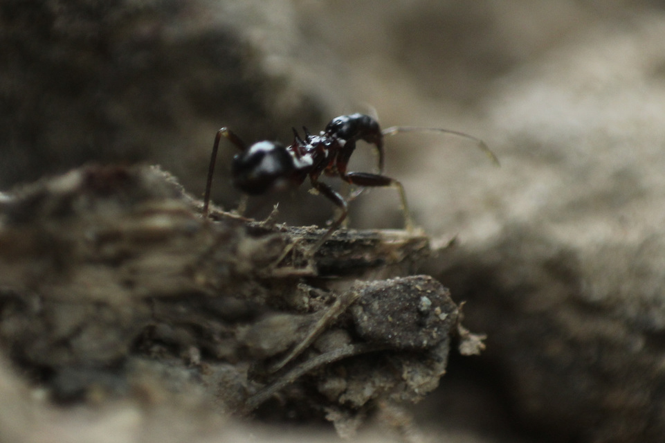 Himacerus mirmicoides - csalán-tolvajpoloska
