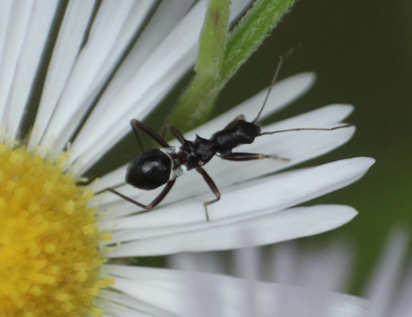 Himacerus mirmicoides - csalán-tolvajpoloska