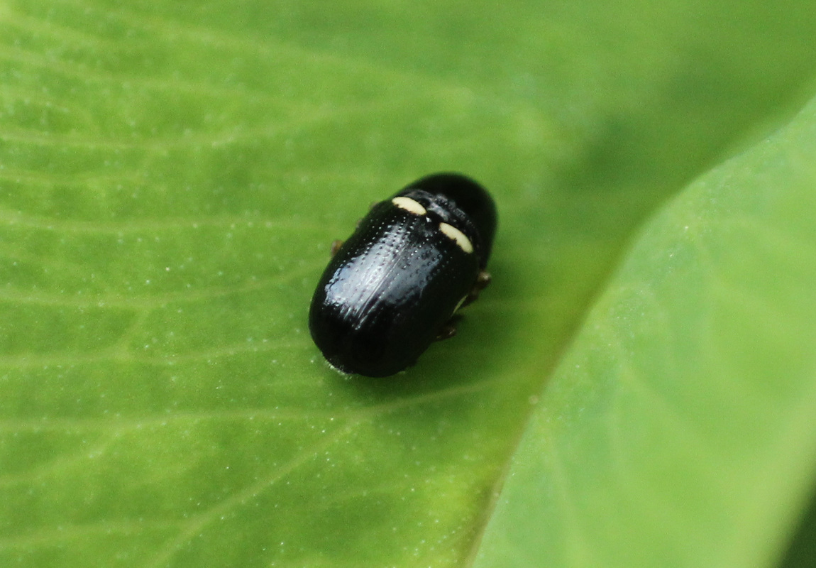 Cryptocephalus strigosus - kakukkfű-zömökbogár