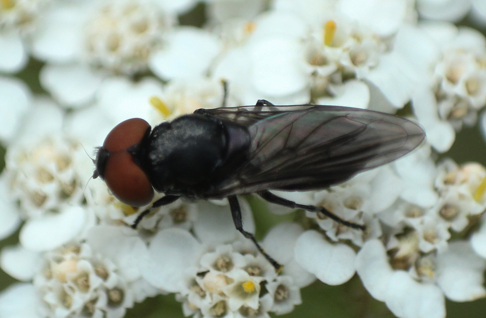 Chrysogaster solstitialis - gyakori smaragdlégy