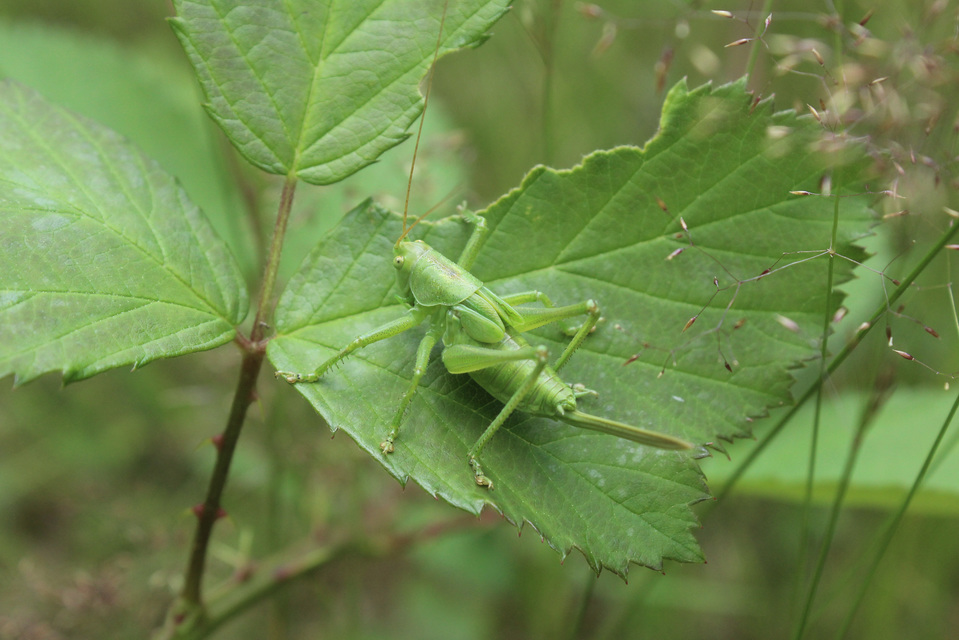 Tettigonia cantans - éneklő lombszöcske