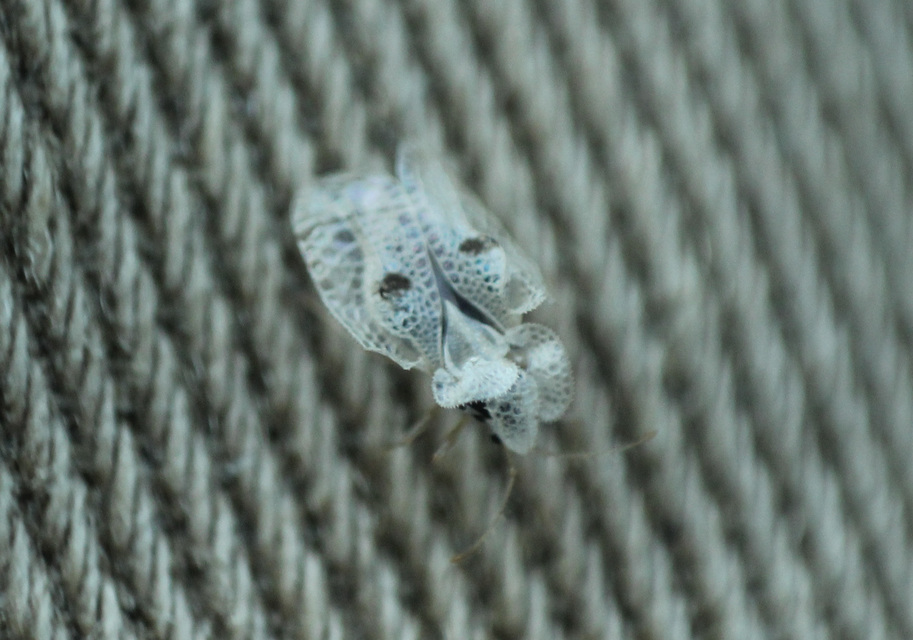 Corythucha ciliata - platán-csipkéspoloska