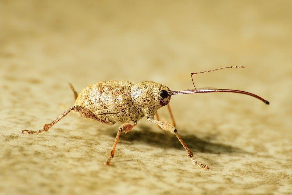 Curculio elephas - gesztenyezsuzsóka