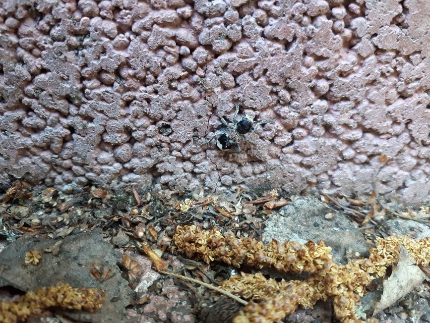 Clerus mutillarius - feketenyakú szúfarkas