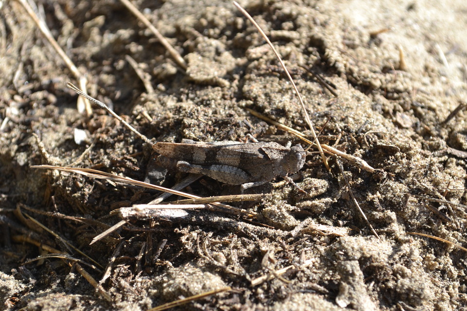 Oedipoda caerulescens - kékszárnyú sáska