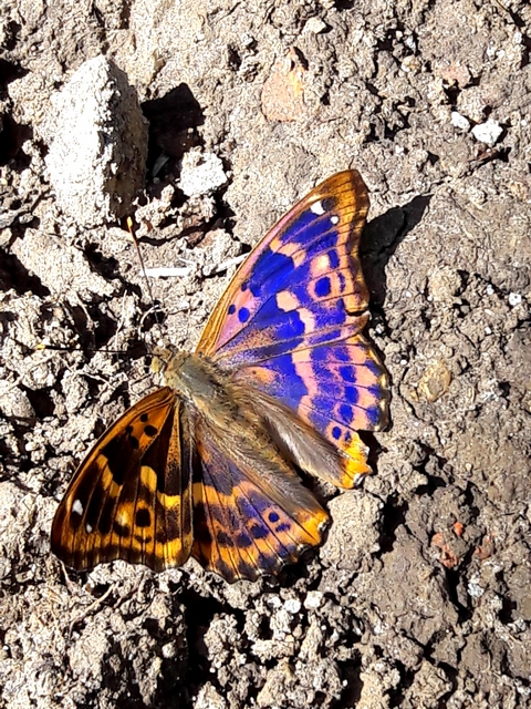 Apatura ilia - kis színjátszólepke