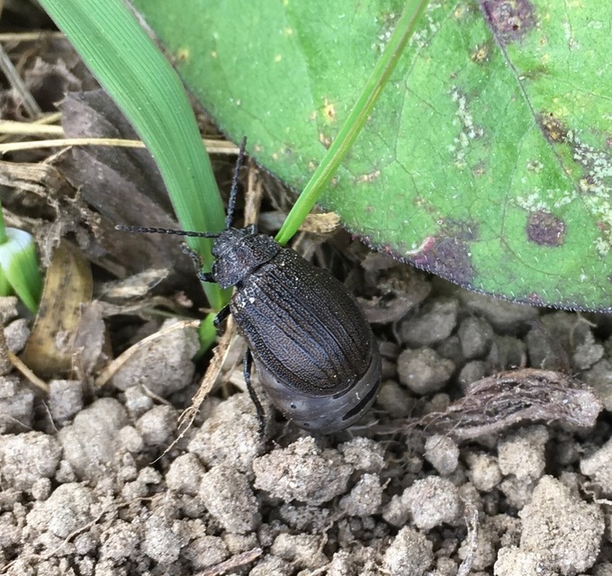 Galeruca pomonae - barna olajosbogár