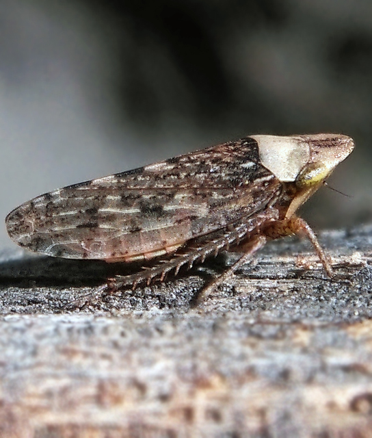 Aphrodes