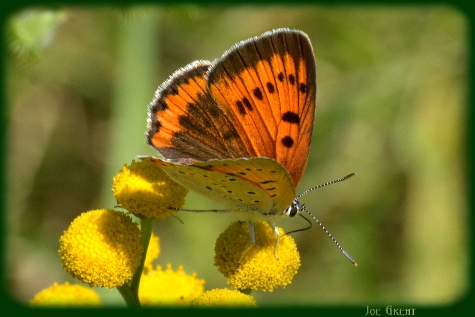 Lycaena dispar rutilus - nagy tűzlepke
