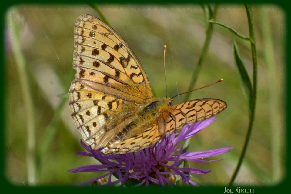 Argynnis adippe - ezüstös gyöngyházlepke