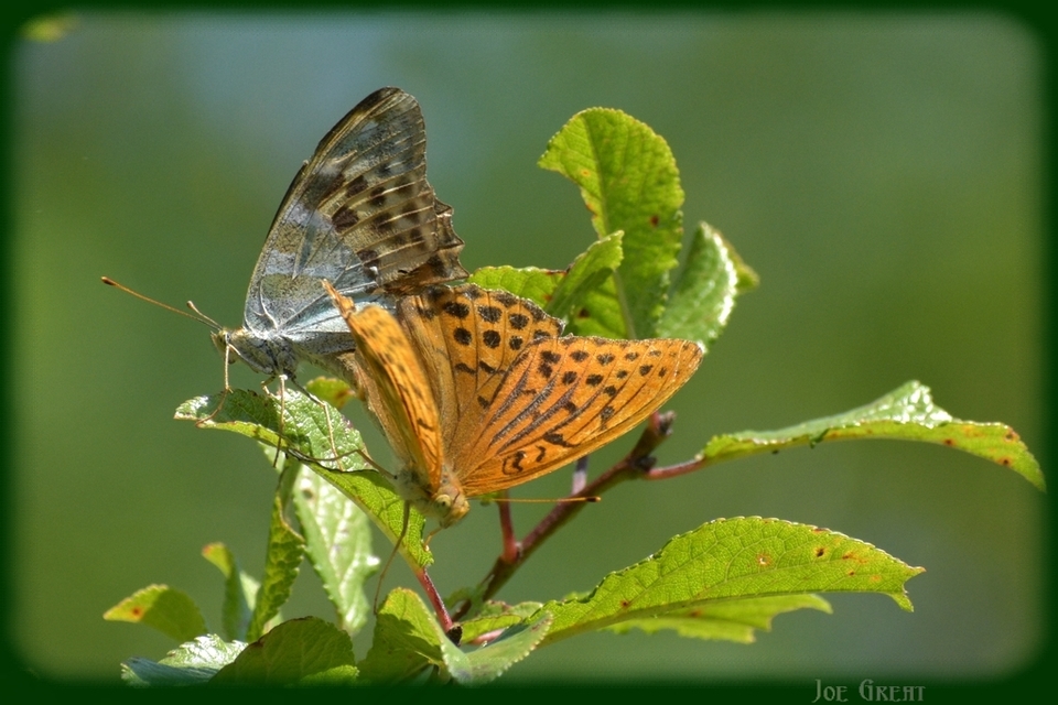 Argynnis paphia - nagy gyöngyházlepke