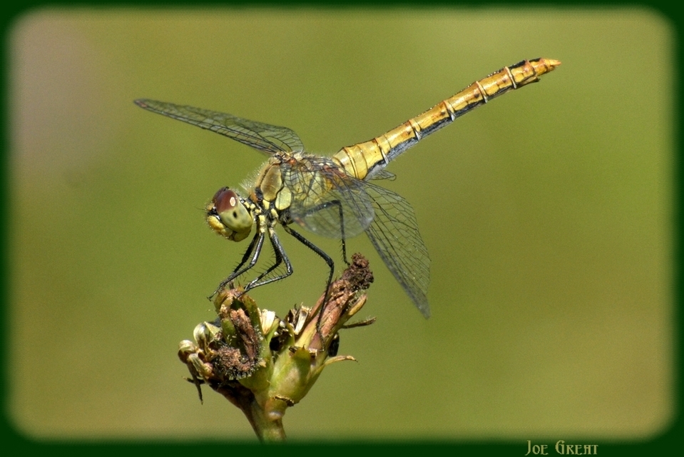 Sympetrum sanguineum - vörös katona-szitakötő