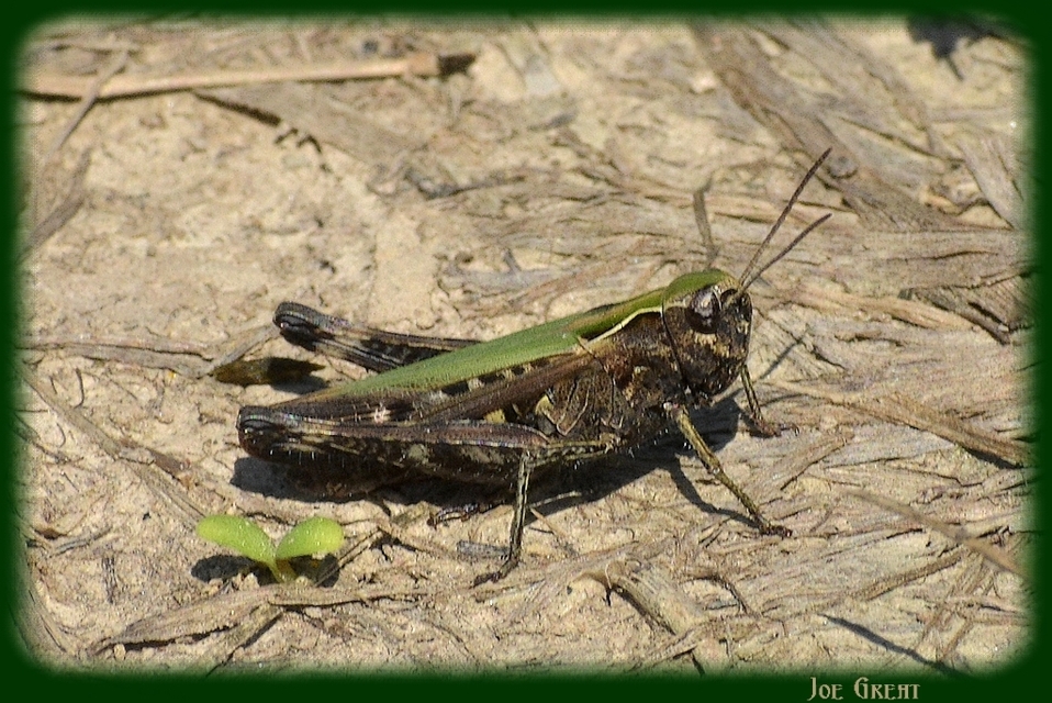 Omocestus rufipes - vöröshasú tarlósáska