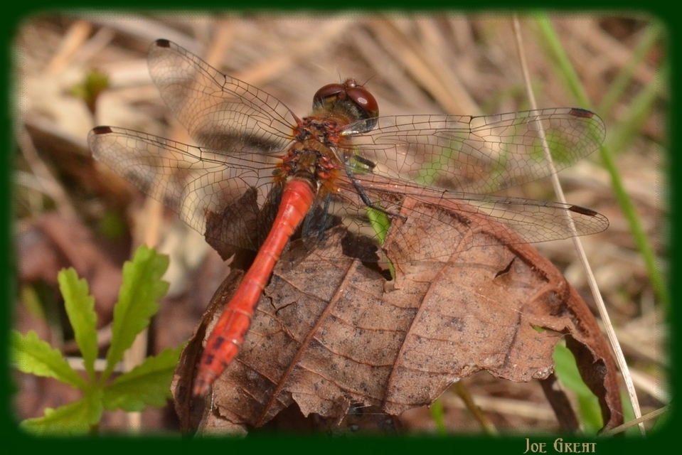 Sympetrum sanguineum - vörös katona-szitakötő
