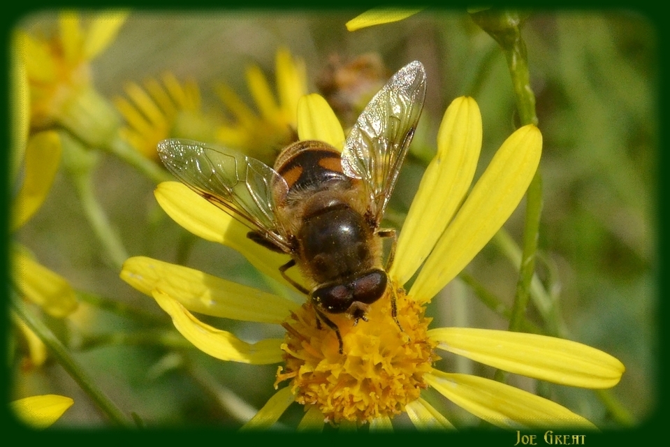 Eristalis