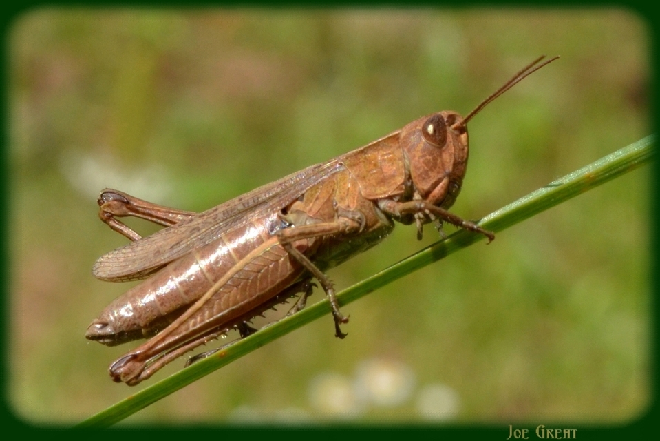 Chorthippus dorsatus - hátas rétisáska