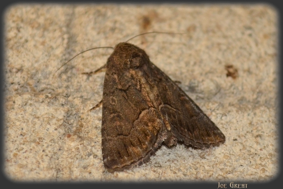 Thalpophila matura - fakó erdeibagoly