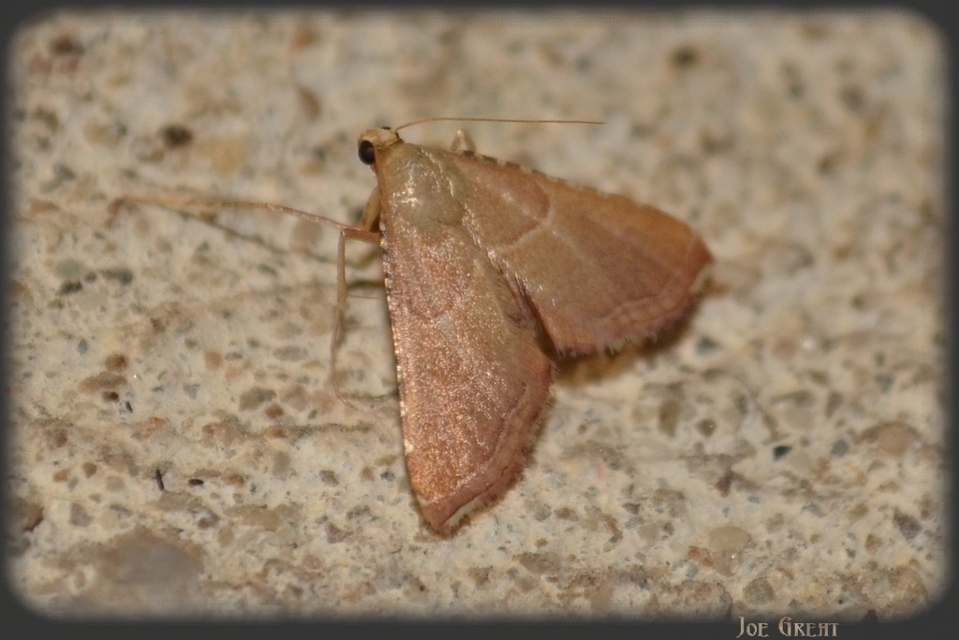 Endotricha flammealis - tüzesszárnyú fényilonca
