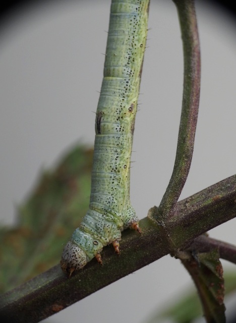 Ascotis selenaria - holdas faaraszoló