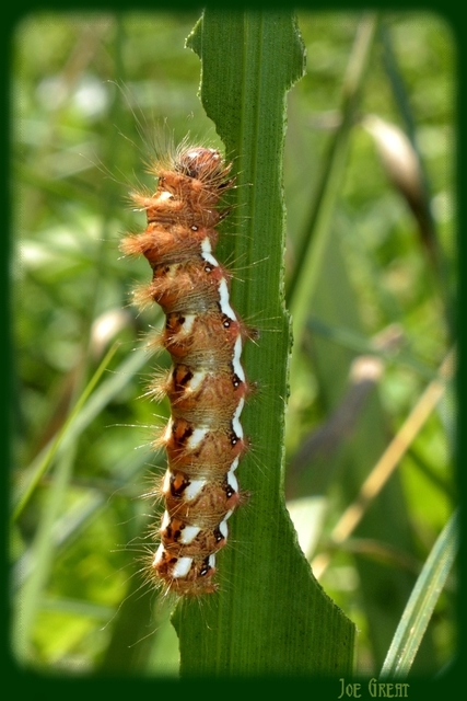 Acronicta rumicis - sóska-szigonyosbagoly