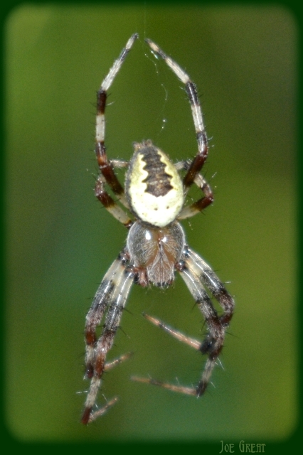Araneus marmoreus - márványos keresztespók