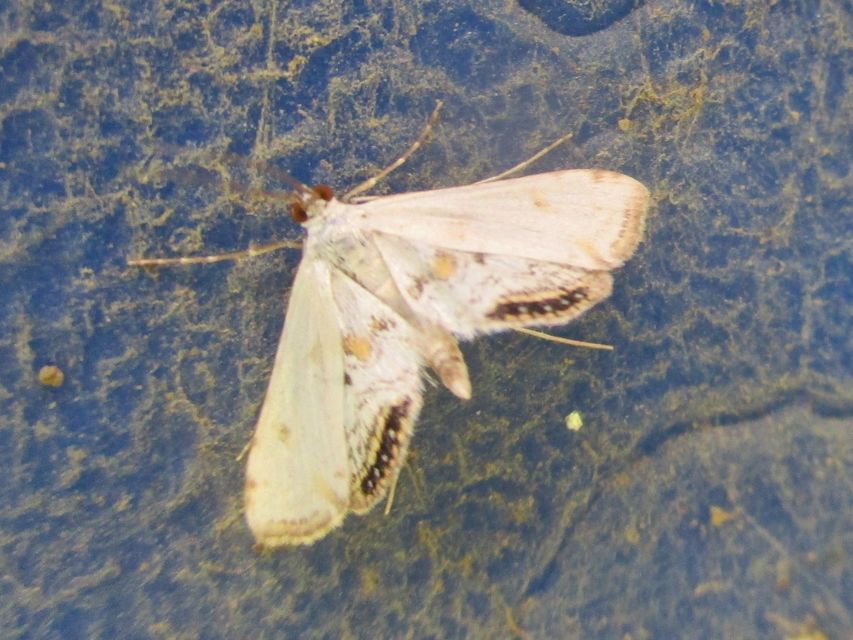 Cataclysta lemnata - békalencsemoly