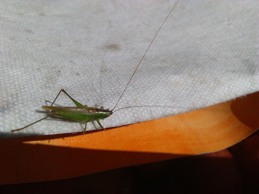 Conocephalus fuscus - kis kúpfejűszöcske