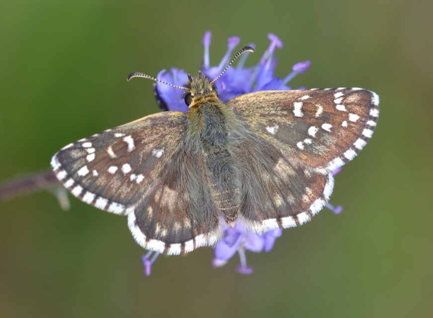 Pyrgus armoricanus - feles busalepke