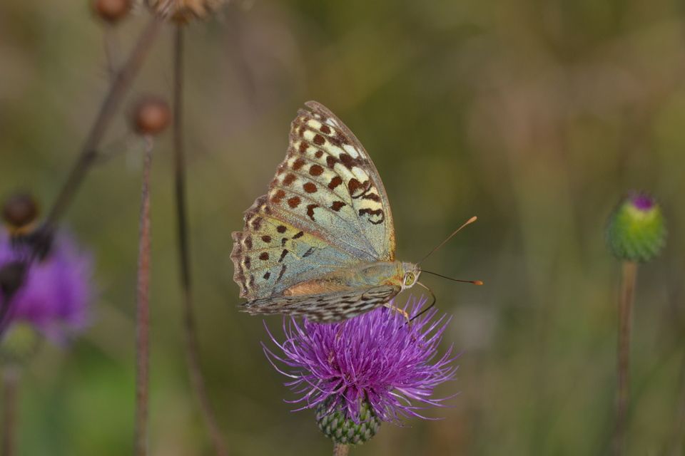 Argynnis pandora - zöldes gyöngyházlepke