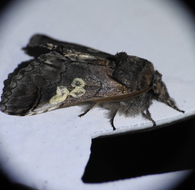 Diloba caeruleocephala - őszi kékesbagoly