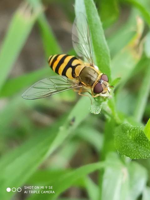 Syrphus torvus - nagy kertizengőlégy