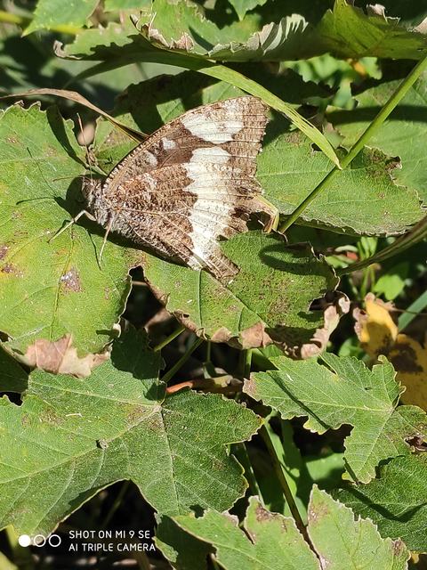 Brintesia circe - fehéröves szemeslepke