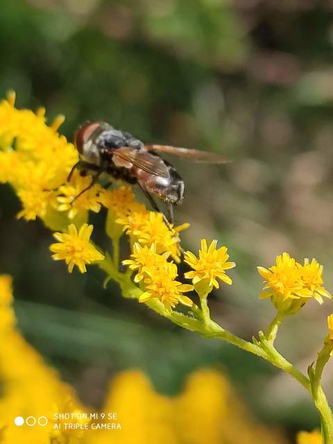 Phasia aurigera