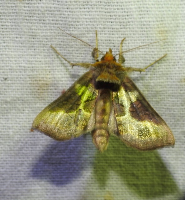 Diachrysia chrysitis/stenochrysis